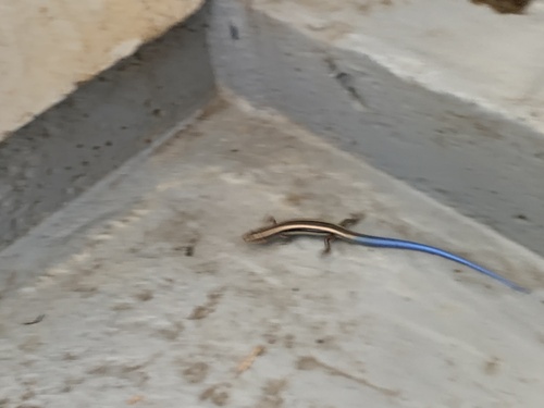 iNaturalist observation photo of Gilbert's Skink
