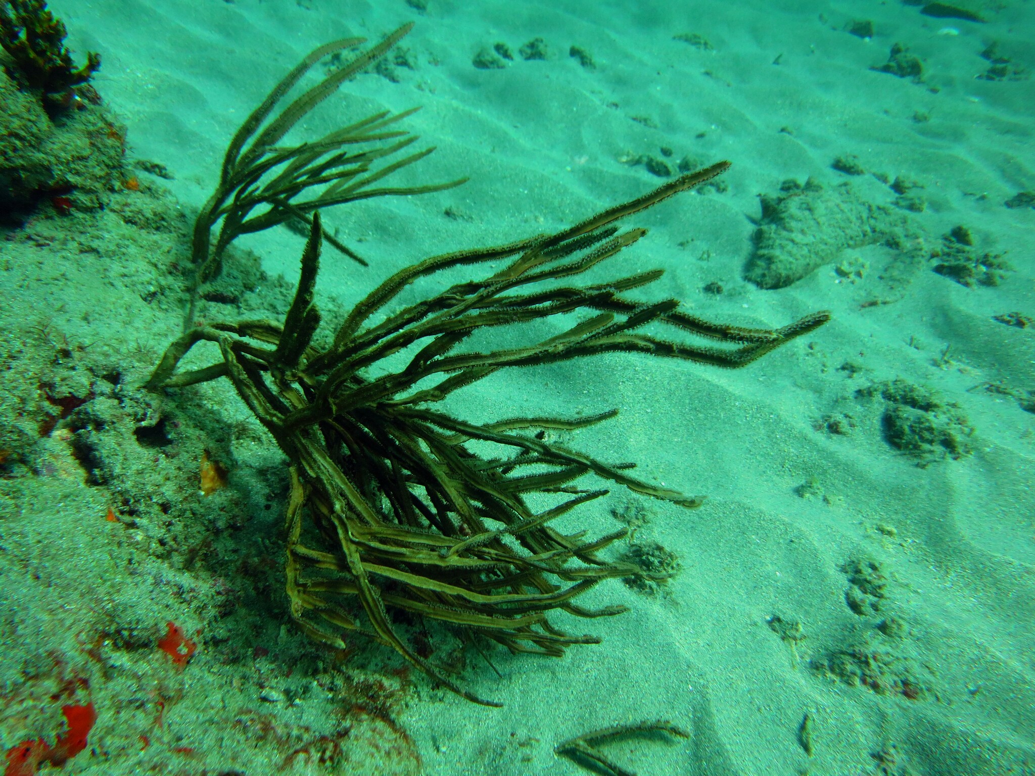 Pterogorgia anceps (Pallas, 1766)