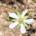 Horkelia clevelandii - Photo (c) jrebman, algunos derechos reservados (CC BY-NC), subido por jrebman