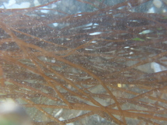 Gracilariopsis