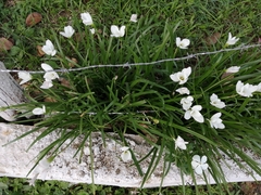 Zephyranthes insularum