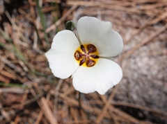 Calochortus bruneaunis