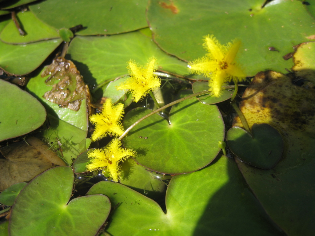 Nymphoides grayana (Nymphoides grayana)