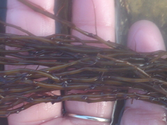 Gracilariopsis