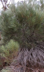 Acacia papyrocarpa