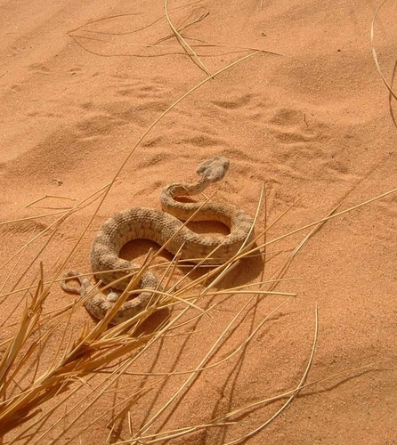 Desert Horned Viper