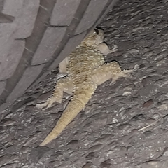 Tarentola mauritanica