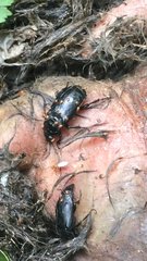 Nicrophorus nigrita