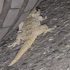 Tarentola mauritanica