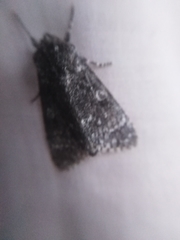 Acronicta cinerea