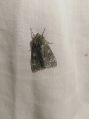 Acronicta cinerea