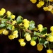 Acacia acinacea - Photo (c) Brent Miller, algunos derechos reservados (CC BY-NC-ND)