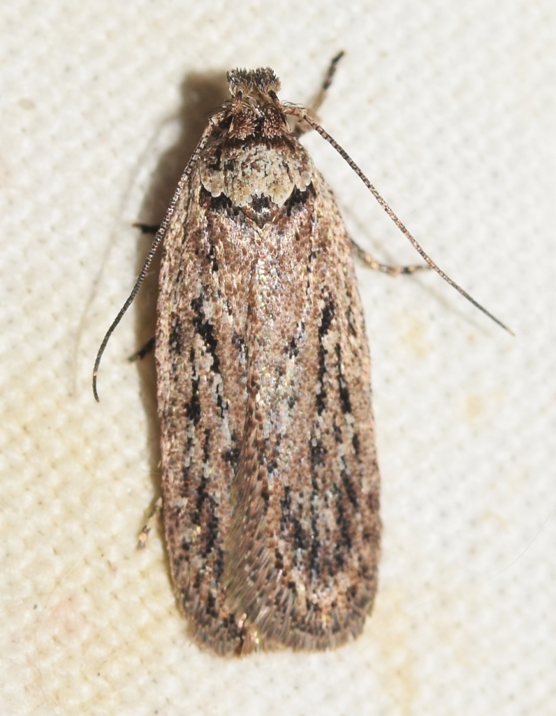 Depressaria artemisiae