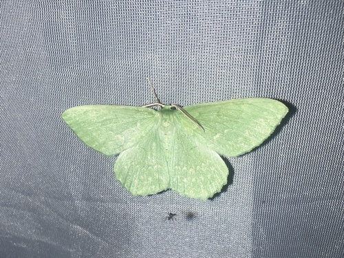 Large Emerald, Schiermonnikoog National Park, Schiermonnikoog, Provinz Friesland, NL, photo 6 of 10