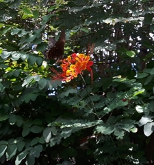 Heraclides androgeus