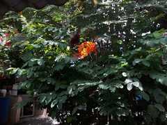 Heraclides androgeus