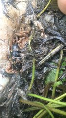Nicrophorus nigrita