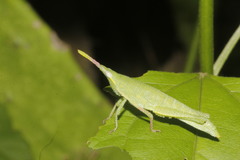 Sphenacris crassicornis