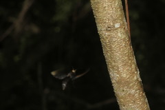 Parachartergus apicalis