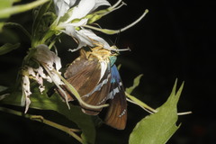 Astraptes fulgerator azul