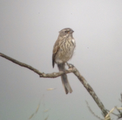 Artemisiospiza belli clementeae