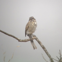 Artemisiospiza belli clementeae