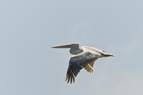 Къдроглав пеликан (Pelecanus crispus)