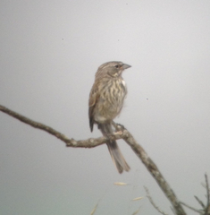 Artemisiospiza belli clementeae