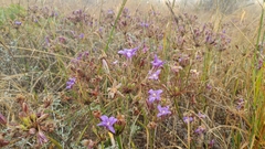 Brodiaea kinkiensis