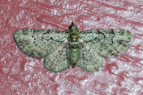 Sodinė Sprindenė nuotrauka