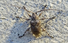 Leptostylopsis terraecolor