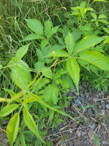 Glandstem blackberry (Rubus glandicaulis)