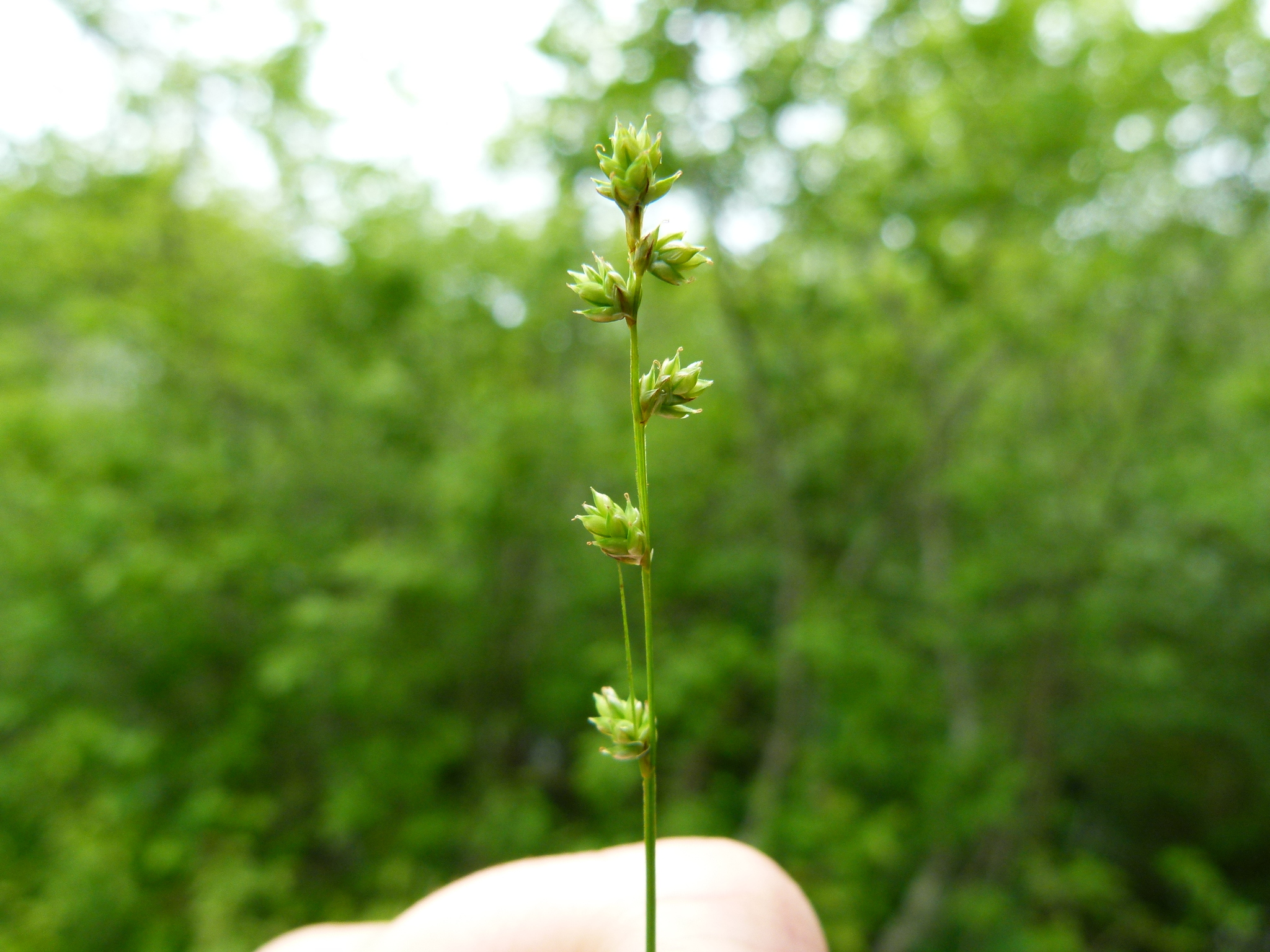 Carex brunnescens ssp. sphaerostachya