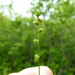 Carex brunnescens sphaerostachya - Photo (c) botanygirl, some rights reserved (CC BY), uploaded by botanygirl