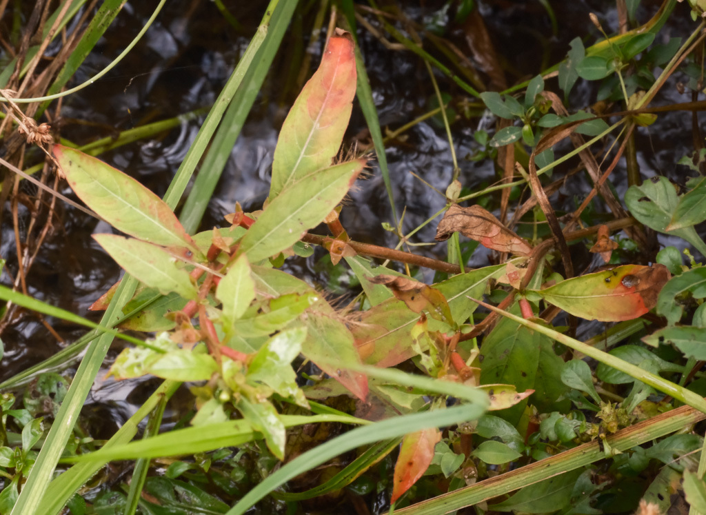 Imagem de Ludwigia glandulosa é conhecida como "Ludwígia"