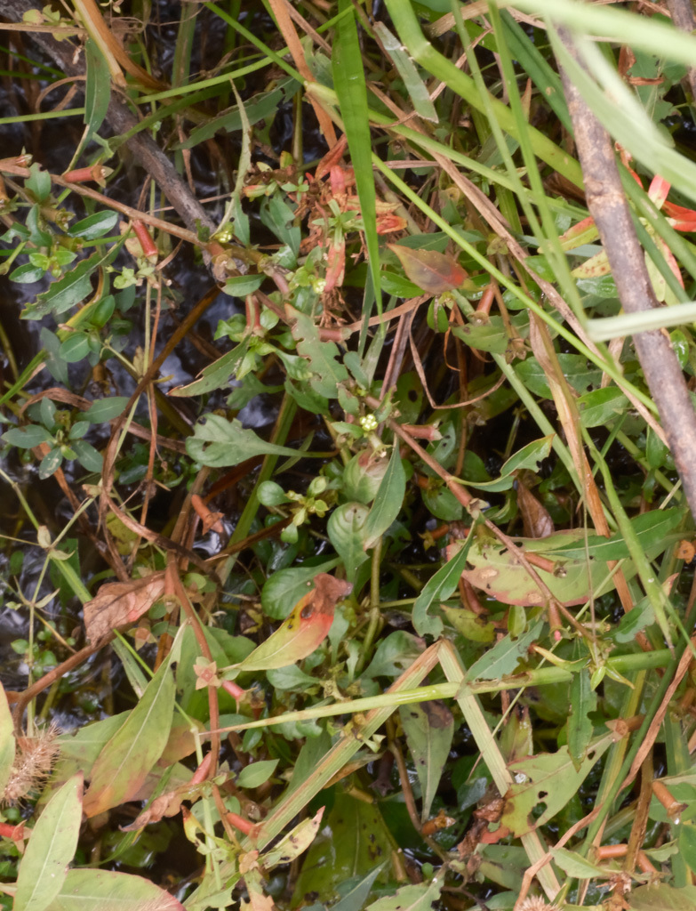 Imagem de Ludwigia glandulosa é conhecida como "Ludwígia"