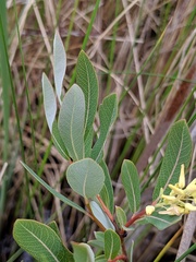Salix pedicellaris