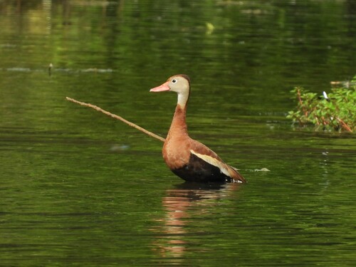 Dendrocygne à ventre noir