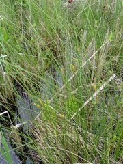 Carex lasiocarpa