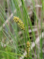 Carex lasiocarpa