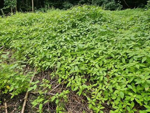 Smulkiažiedė sprigė nuotrauka