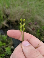 Carex atlantica