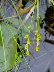 Carex atlantica