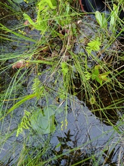 Carex atlantica