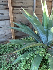 Agave salmiana