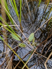 Potamogeton gramineus