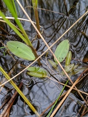 Potamogeton gramineus