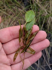 Potamogeton gramineus