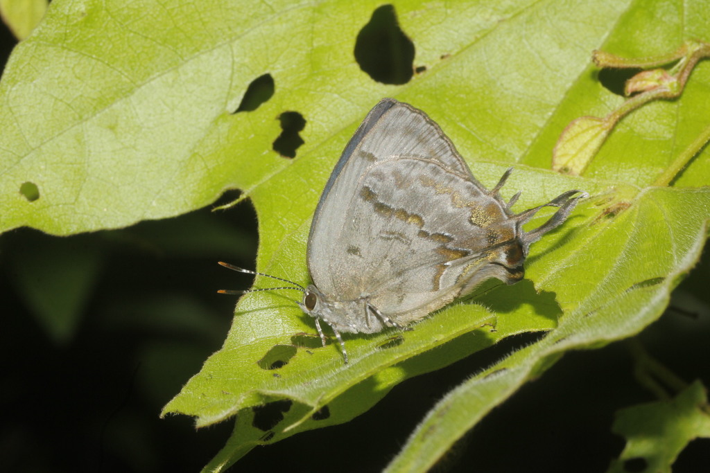 Paiwarria umbratus