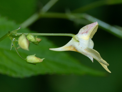 Smulkiažiedė sprigė nuotrauka